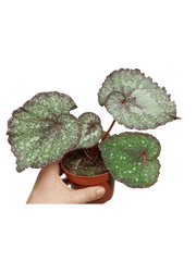Begonia Speckled