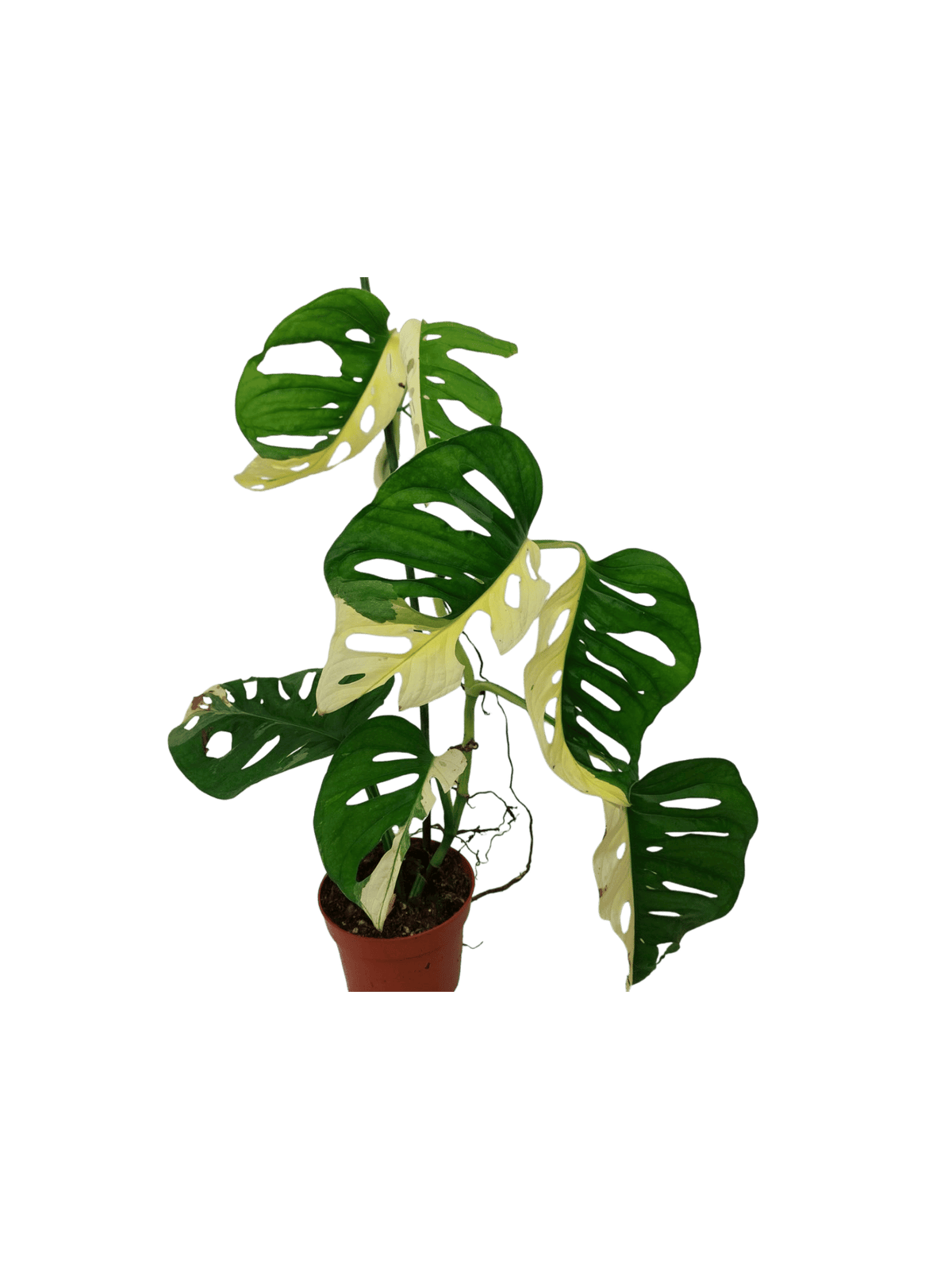 Monstera Adansonii Variegata