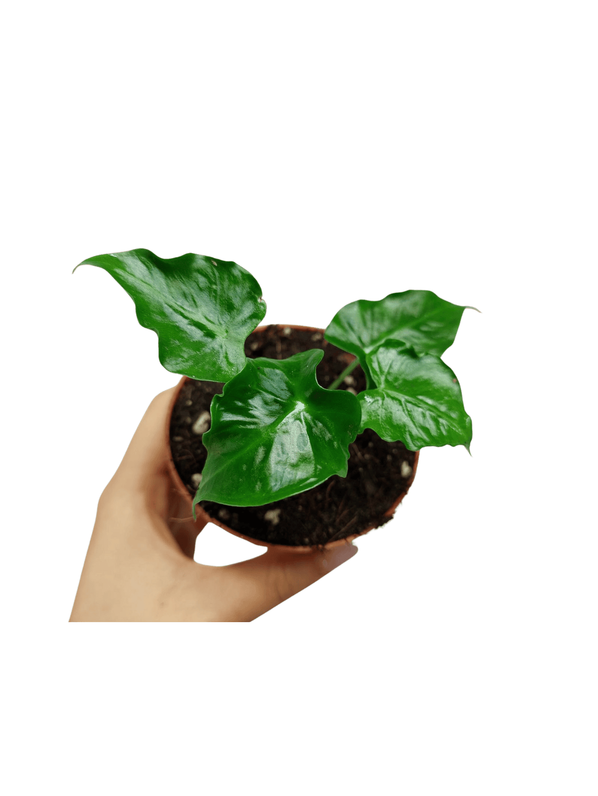 Alocasia Frydek Tattoo