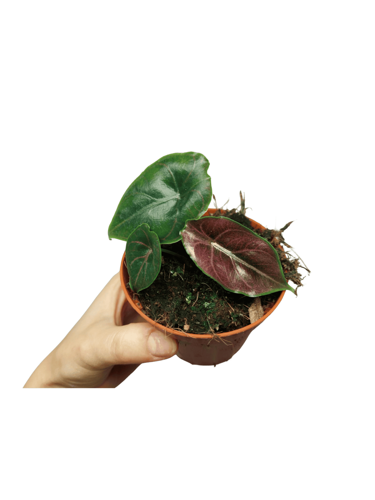 Alocasia Azlanii