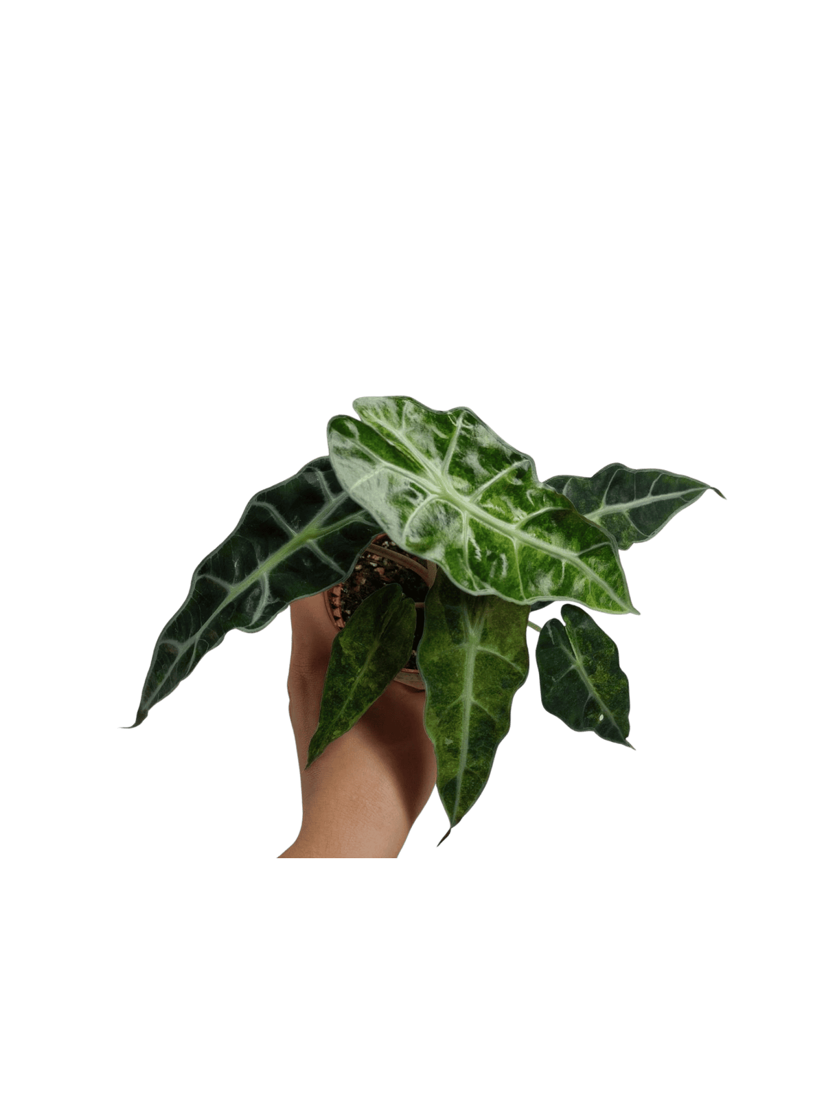 Alocasia Polly Aurea