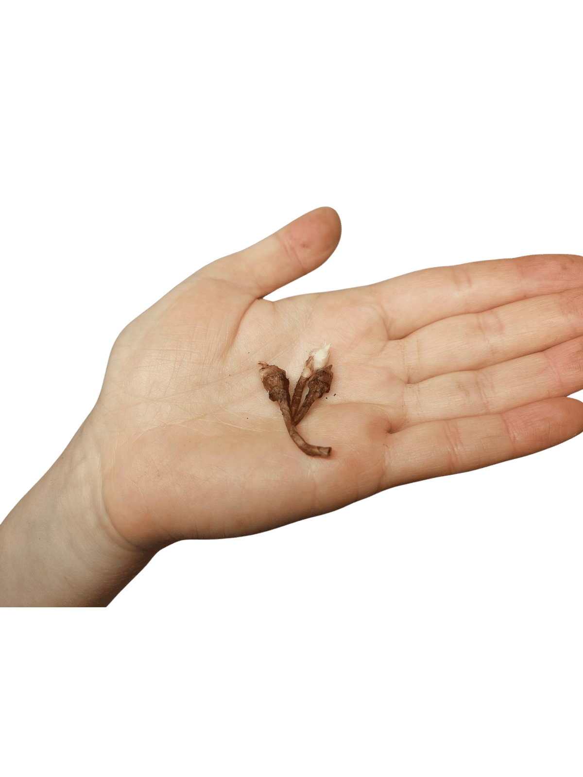 Alocasia Longiloba Purple (Rhizom / Bulbe)