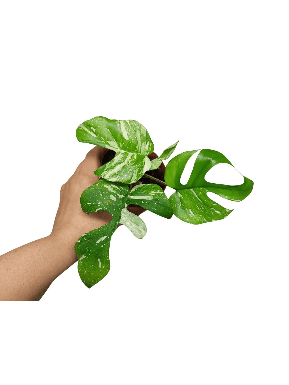 Monstera Minima (Raphidophora Tetrasperma) Thai Constellation
