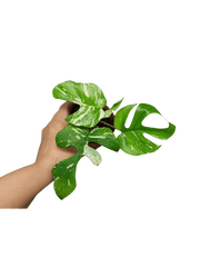 Monstera Minima (Raphidophora Tetrasperma) Thai Constellation
