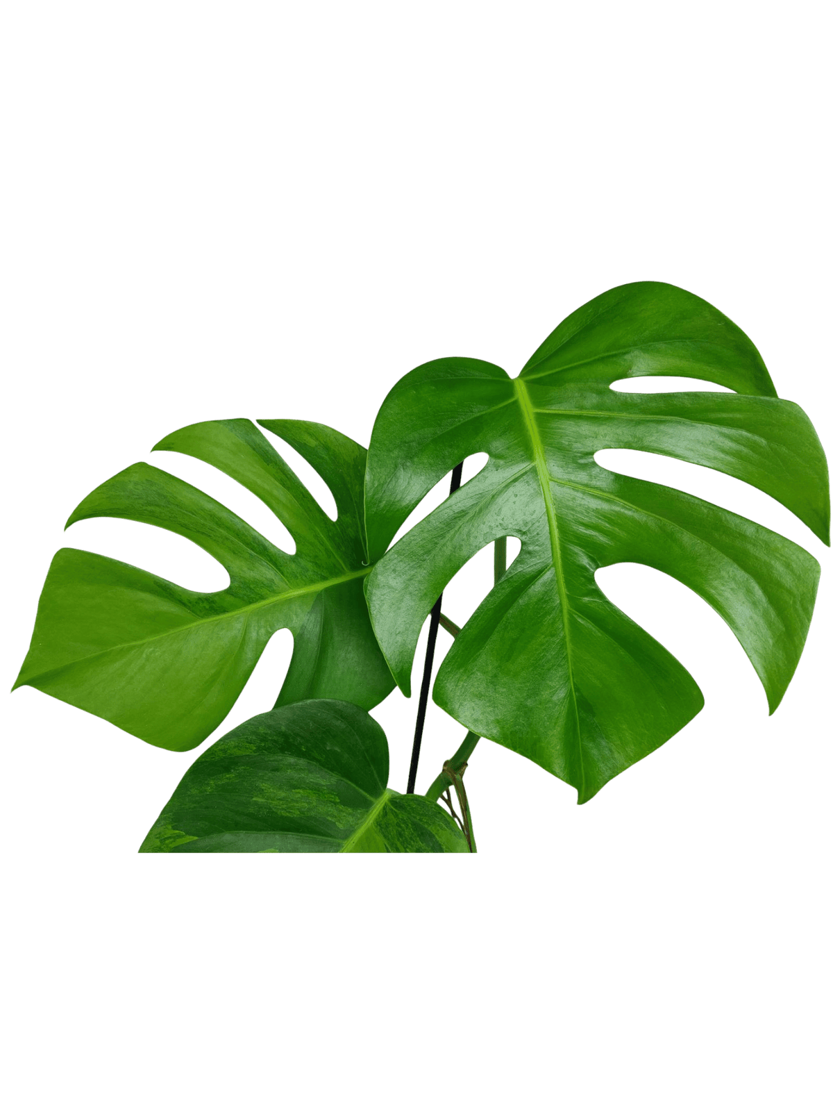 Monstera Green on Green Steckling (zum aussuchen)