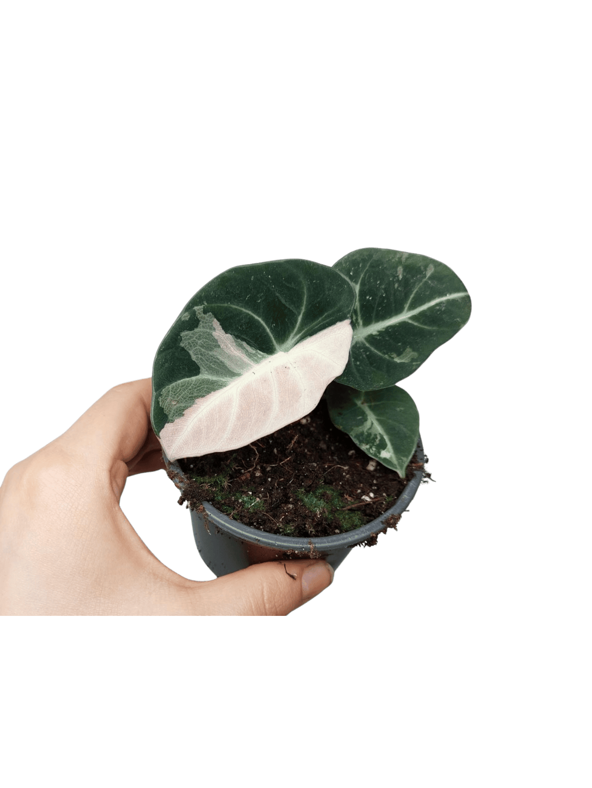 Alocasia Black Velvet Pink