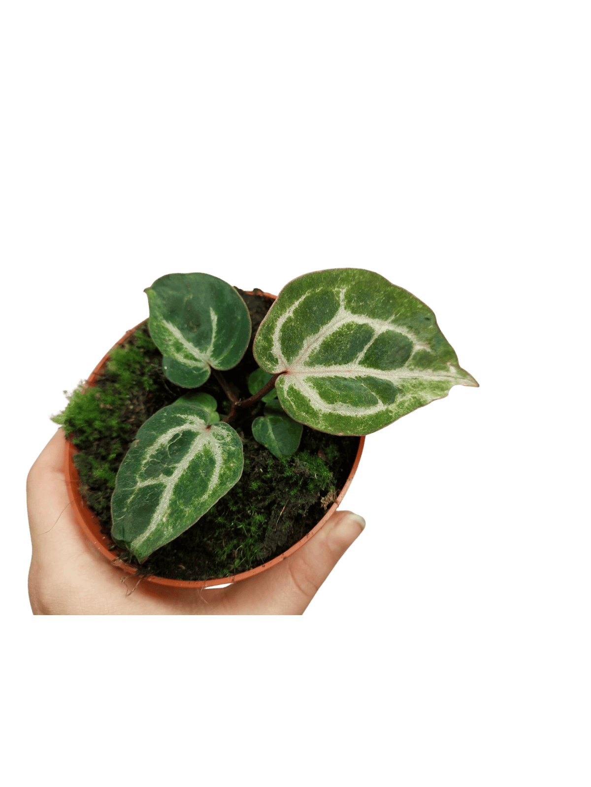 Anthurium Red Crystallinum Variegata
