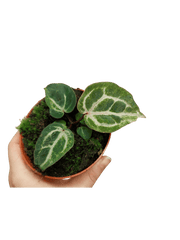 Anthurium Red Crystallinum Variegata