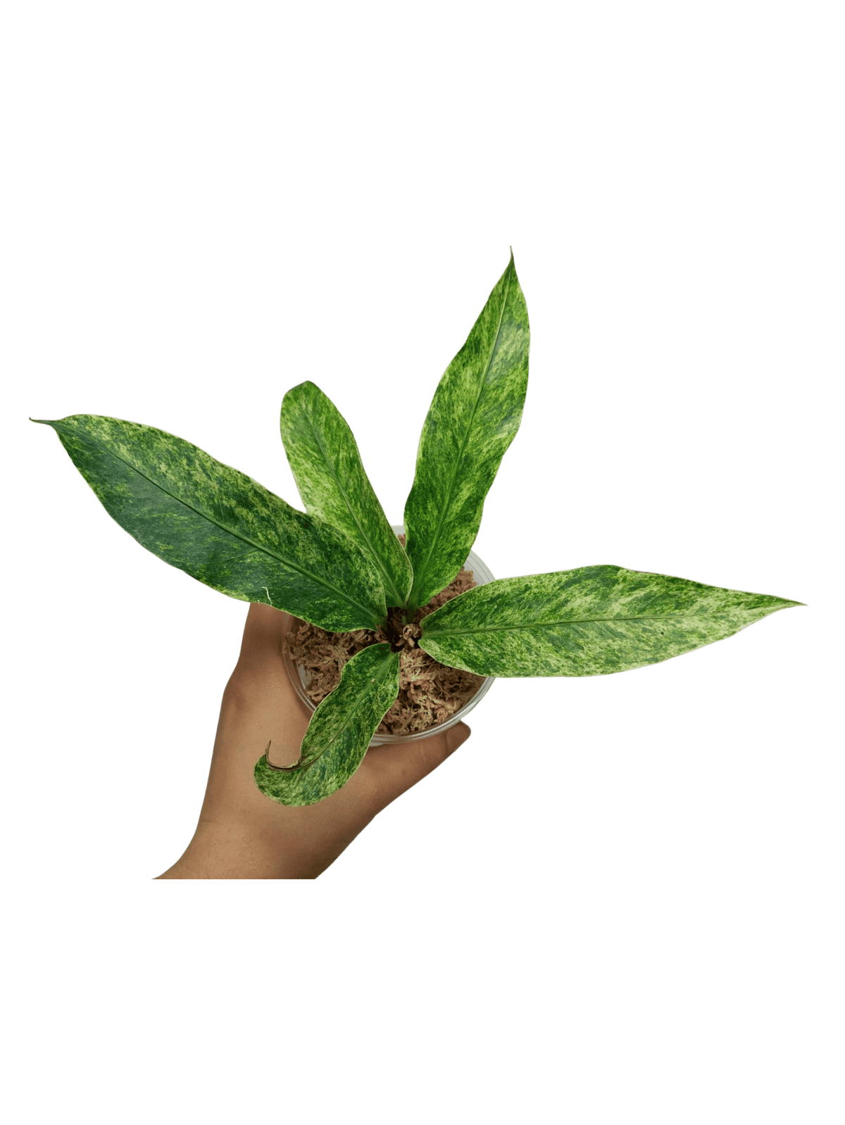 Anthurium Hookerie Mint