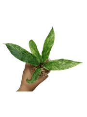 Anthurium Hookerie Mint