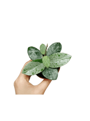 Hoya Mathilde Splash