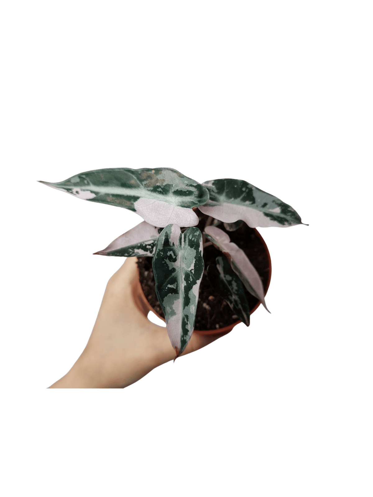 Alocasia Bambino Pink