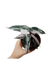 Alocasia Bambino Pink