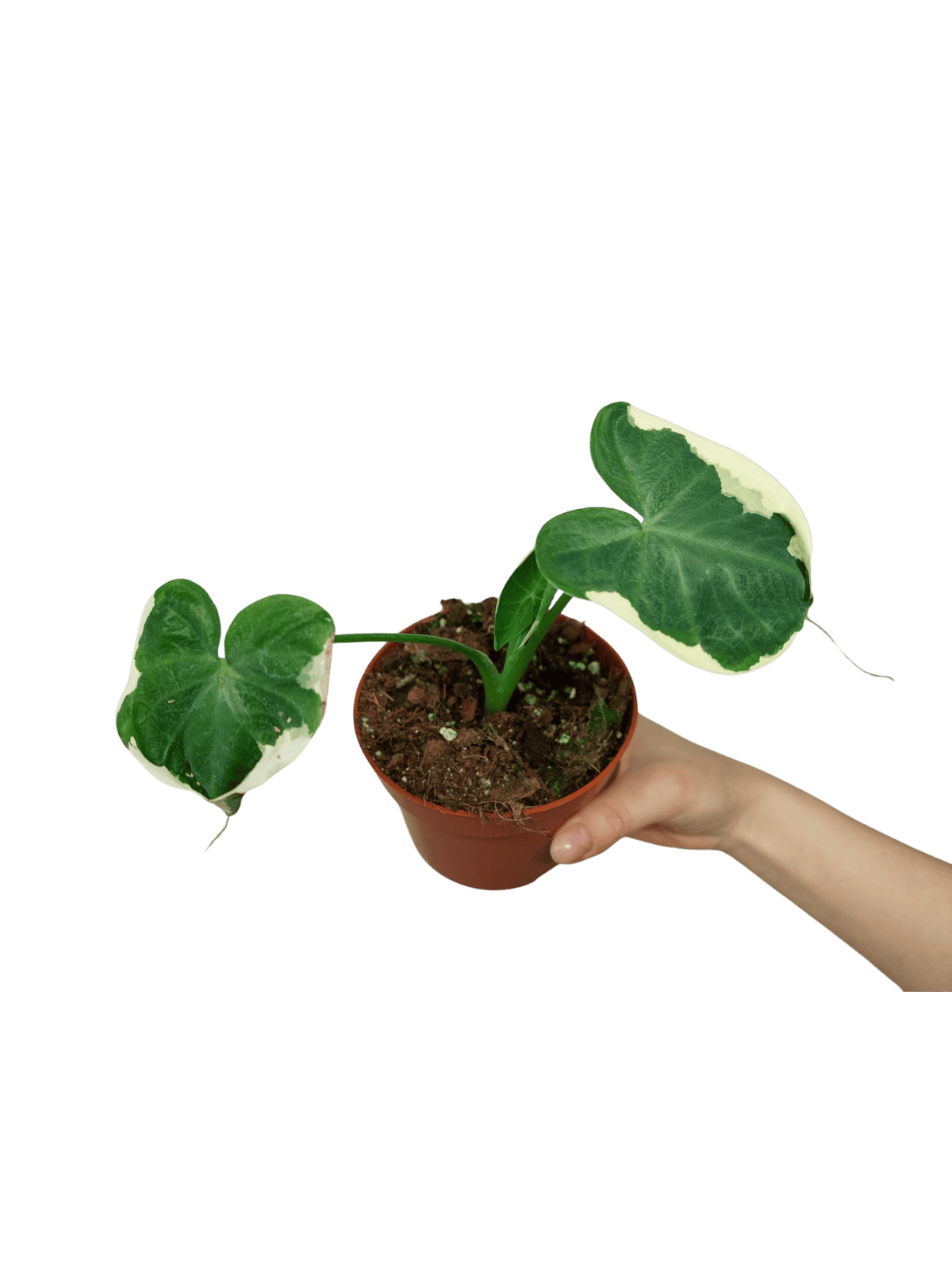 Alocasia Mickey Mouse / Xanthosoma Variegata