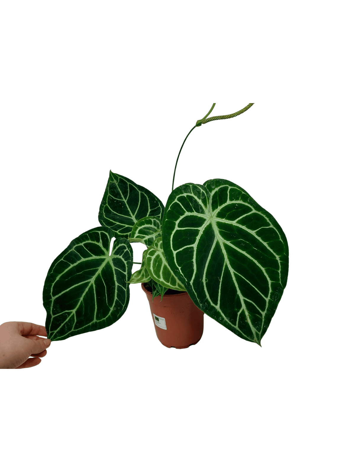 Anthurium Crystallinum Hybrid