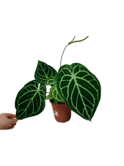 Anthurium Crystallinum Hybrid