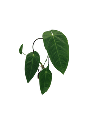Anthurium Queremalense