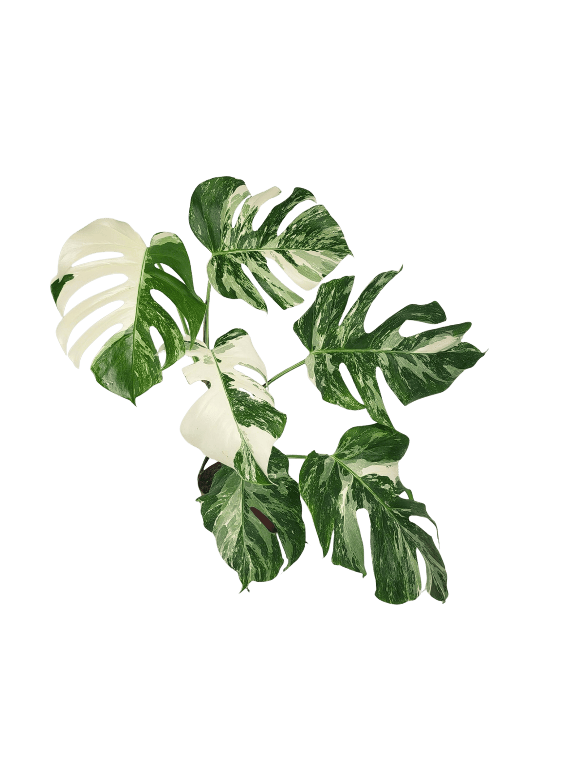 Monstera Variegata (zum aussuchen)