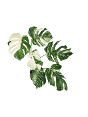 Monstera Variegata (zum aussuchen)