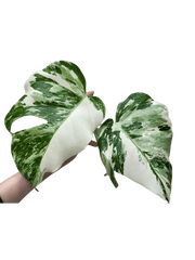 Monstera Variegata Steckling