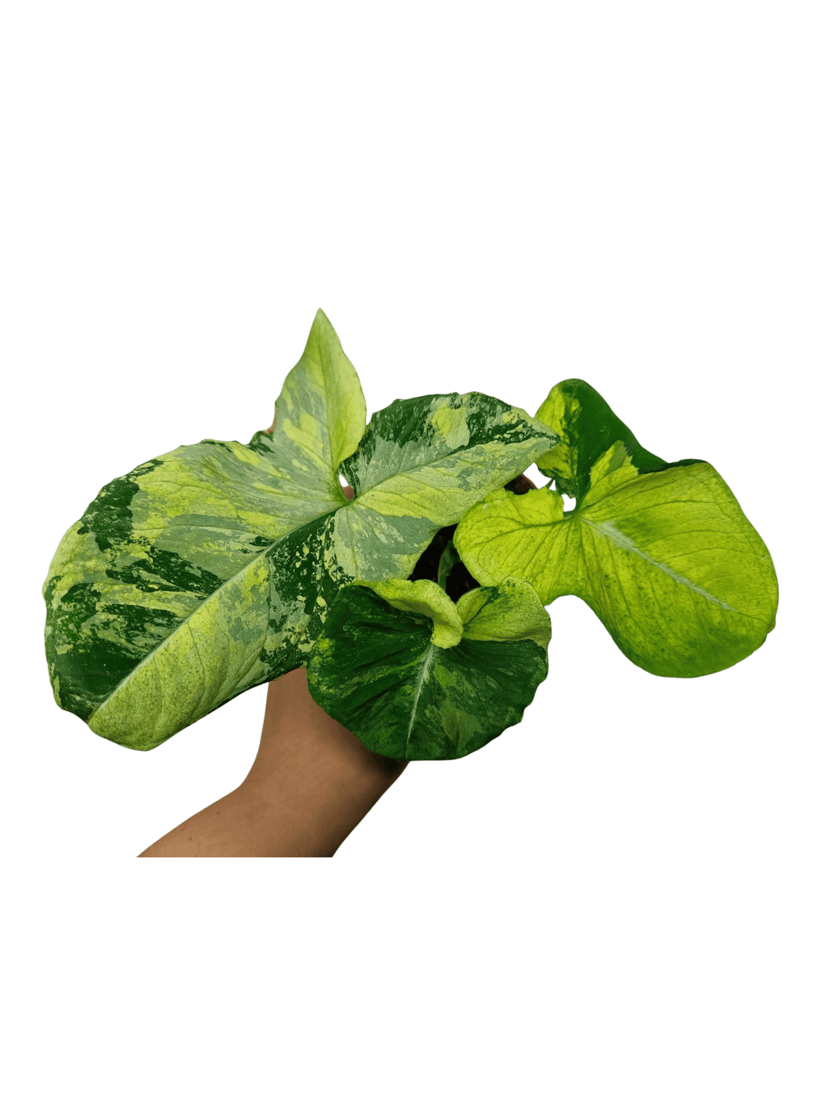 Syngonium Scrambled Eggs