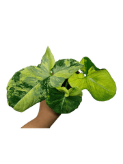 Syngonium Scrambled Eggs
