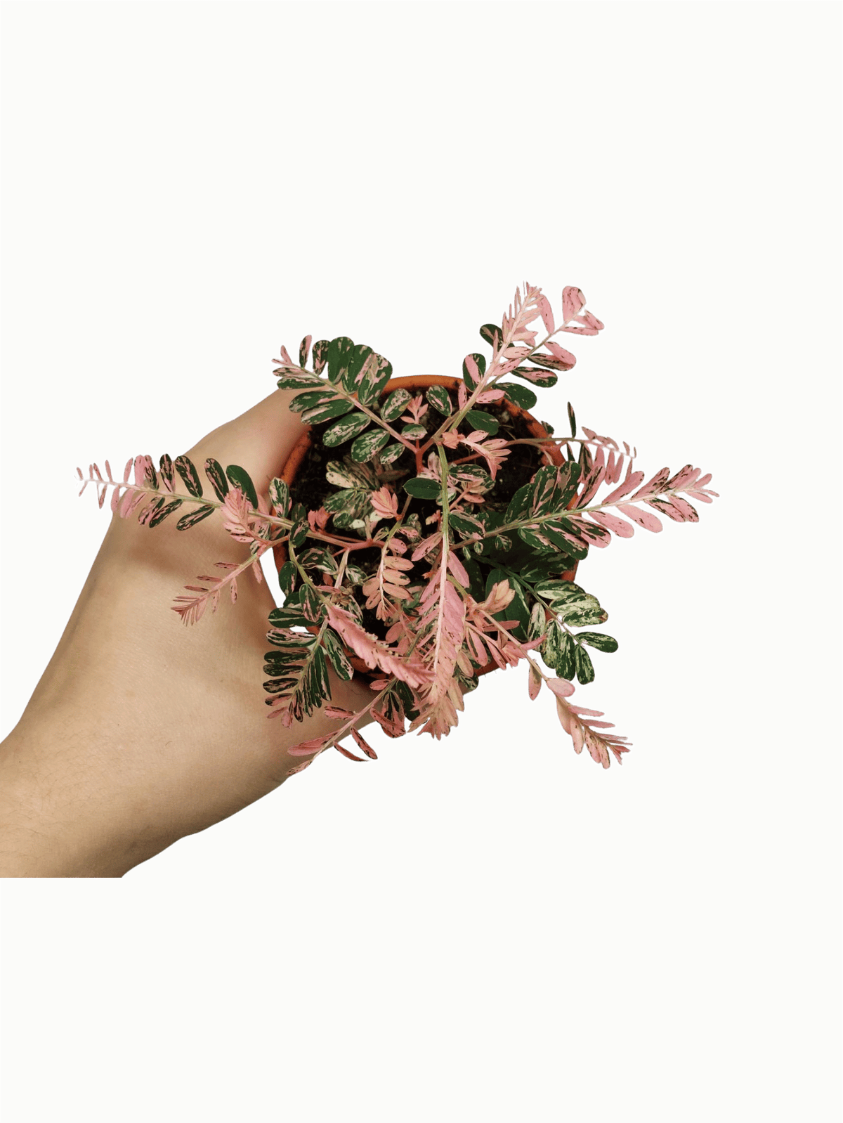 Phyllanthus Urinaria Pink Variegata buschig