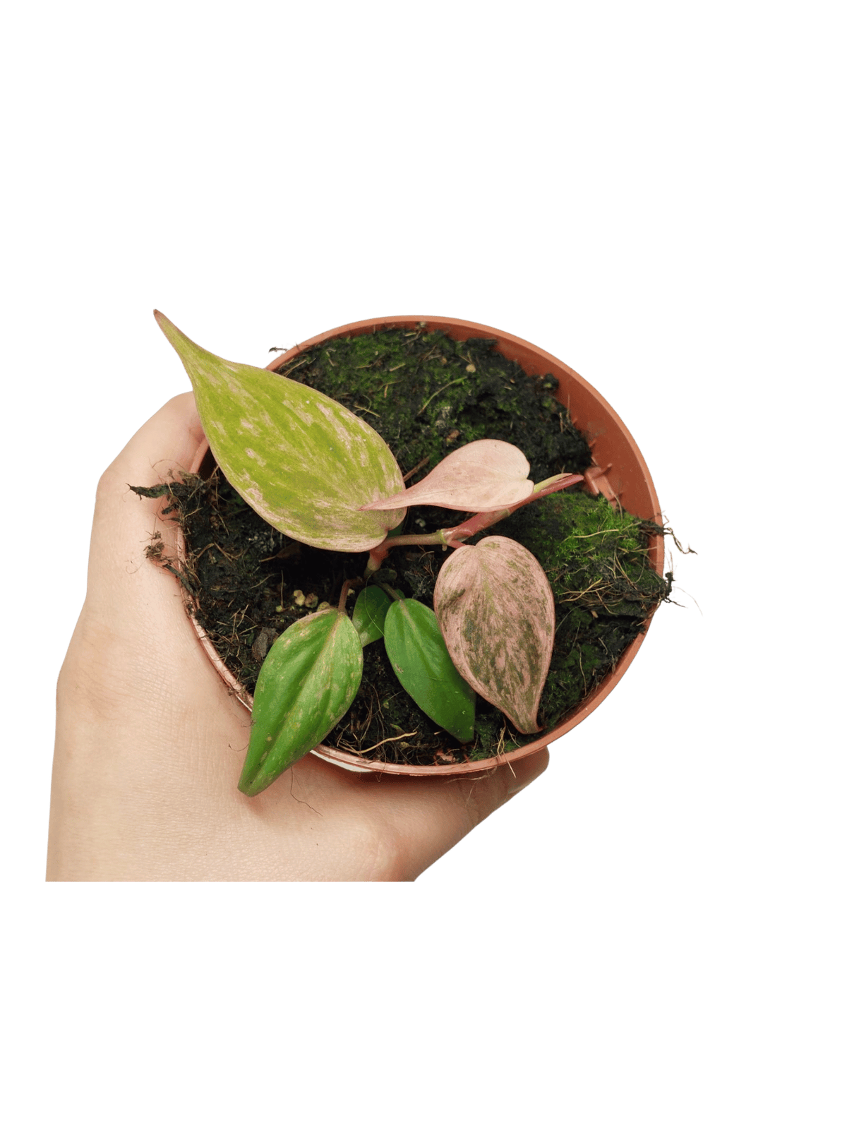 Philodendron Micans Variegata