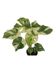 Monstera Thai Constellation Crème Brûlée