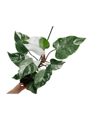 Philodendron White Princess