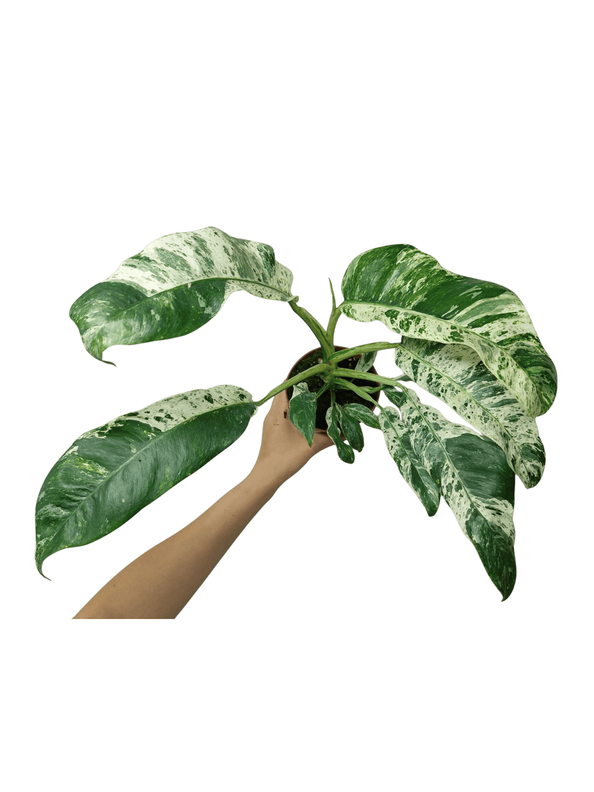 Raphidophora Puberula Variegata