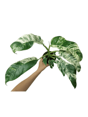 Raphidophora Puberula Variegata