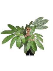 Trevesia Burckii
