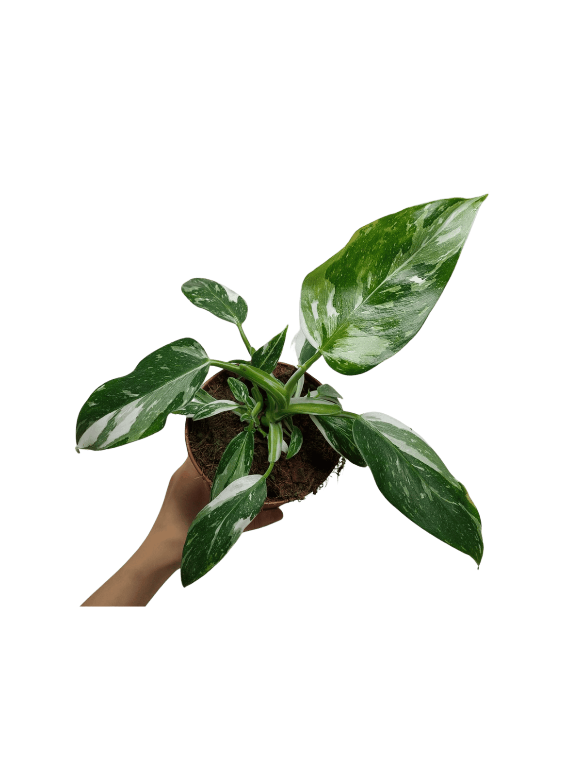 Philodendron White Princess