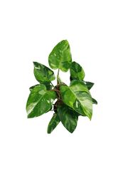 Philodendron White Princess Aurea Tricolor