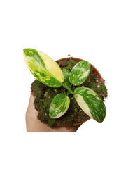 Philodendron Green Congo Variegata
