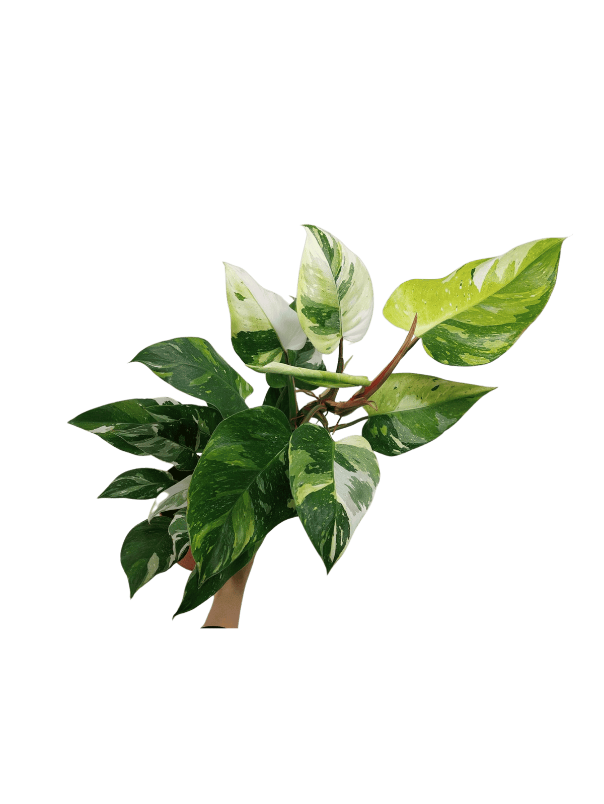 Philodendron White Princess Aurea Tricolor