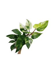 Philodendron White Princess Aurea Tricolor