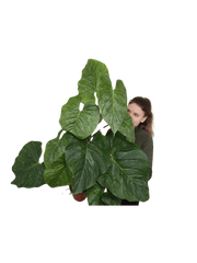 Philodendron Majestic groß