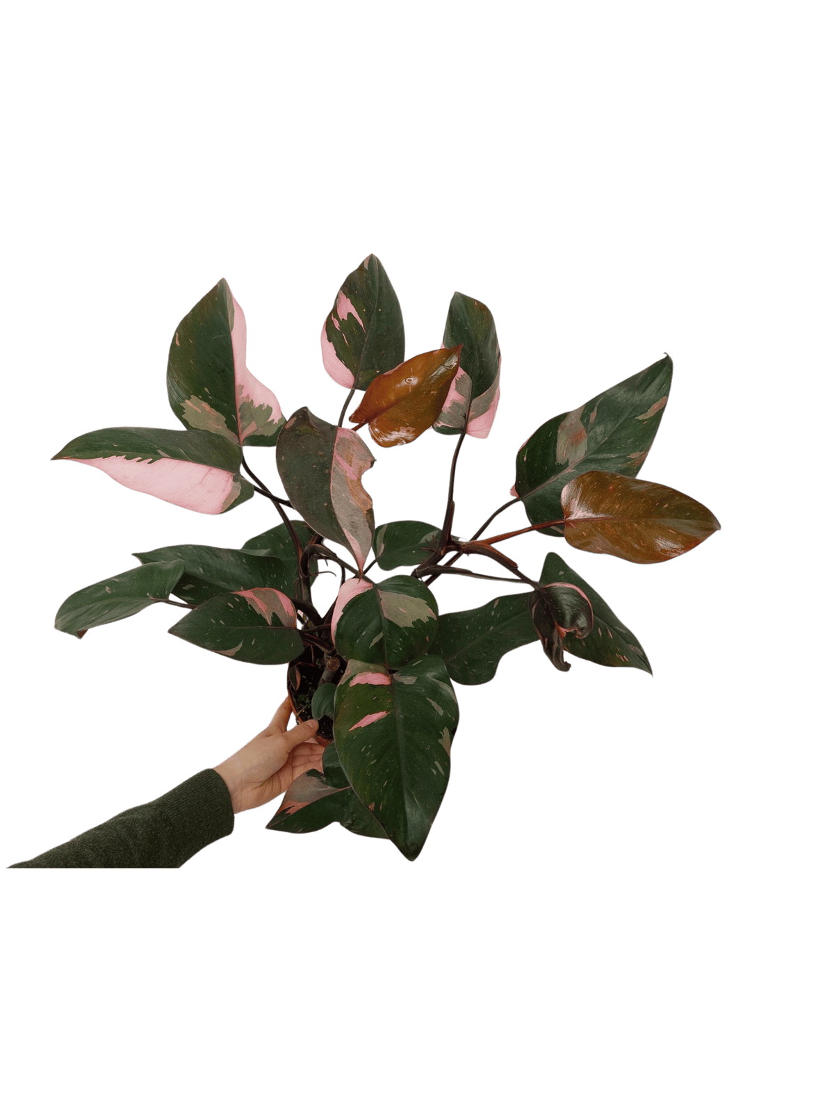 Philodendron Pink Princess