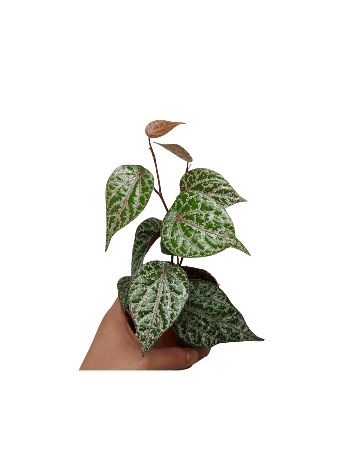Piper Ornatum