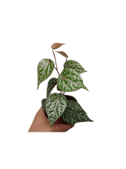 Piper Ornatum