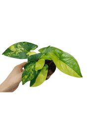 Syngonium Aurea