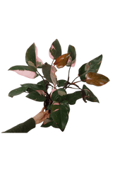 Philodendron Pink Princess