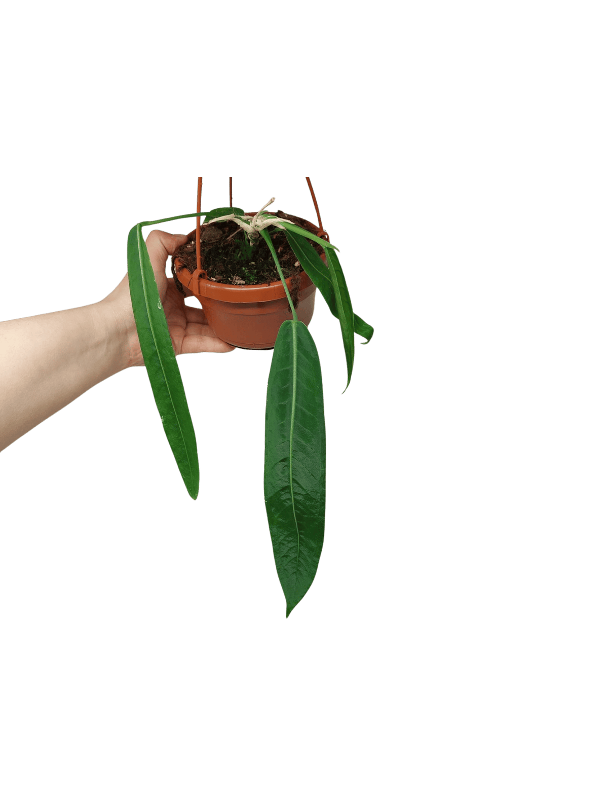 Anthurium Pallidiflorum
