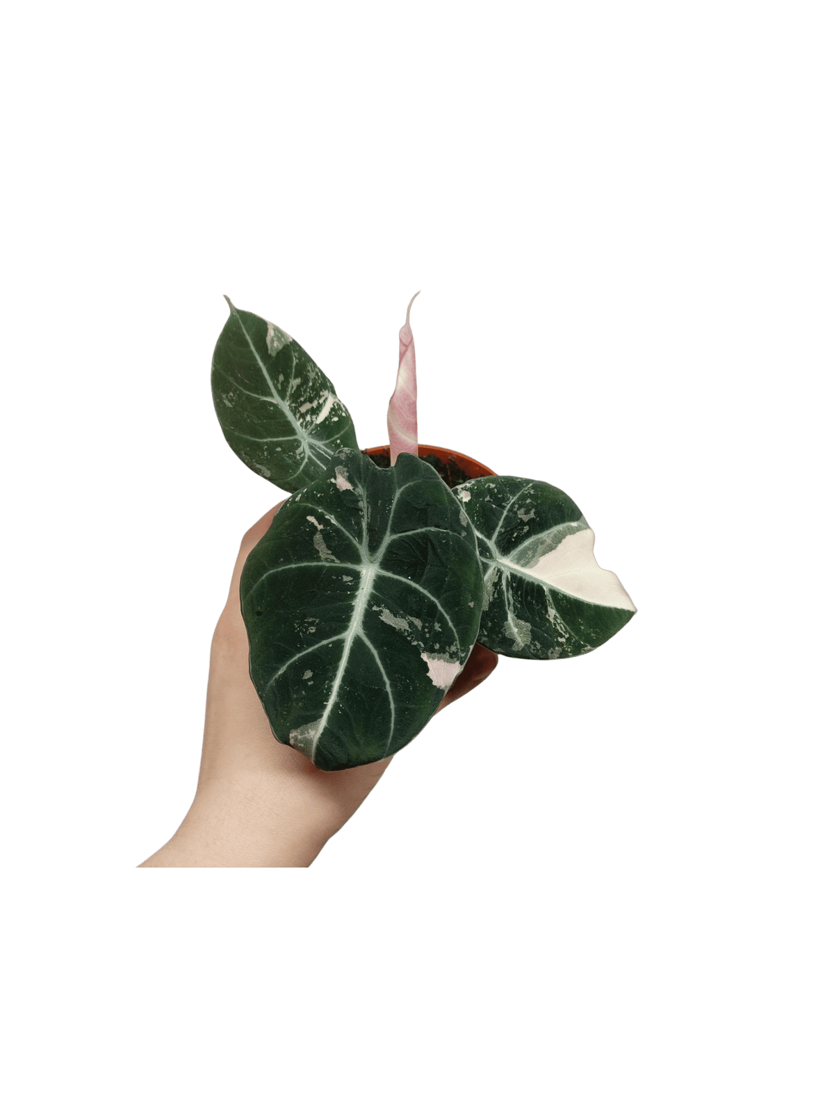 Alocasia Black Velvet Pink Variegata