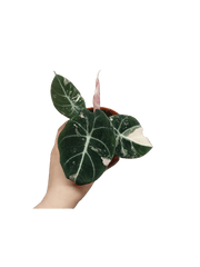 Alocasia Black Velvet Pink Variegata