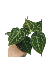 Anthurium Clarinervium Variegata