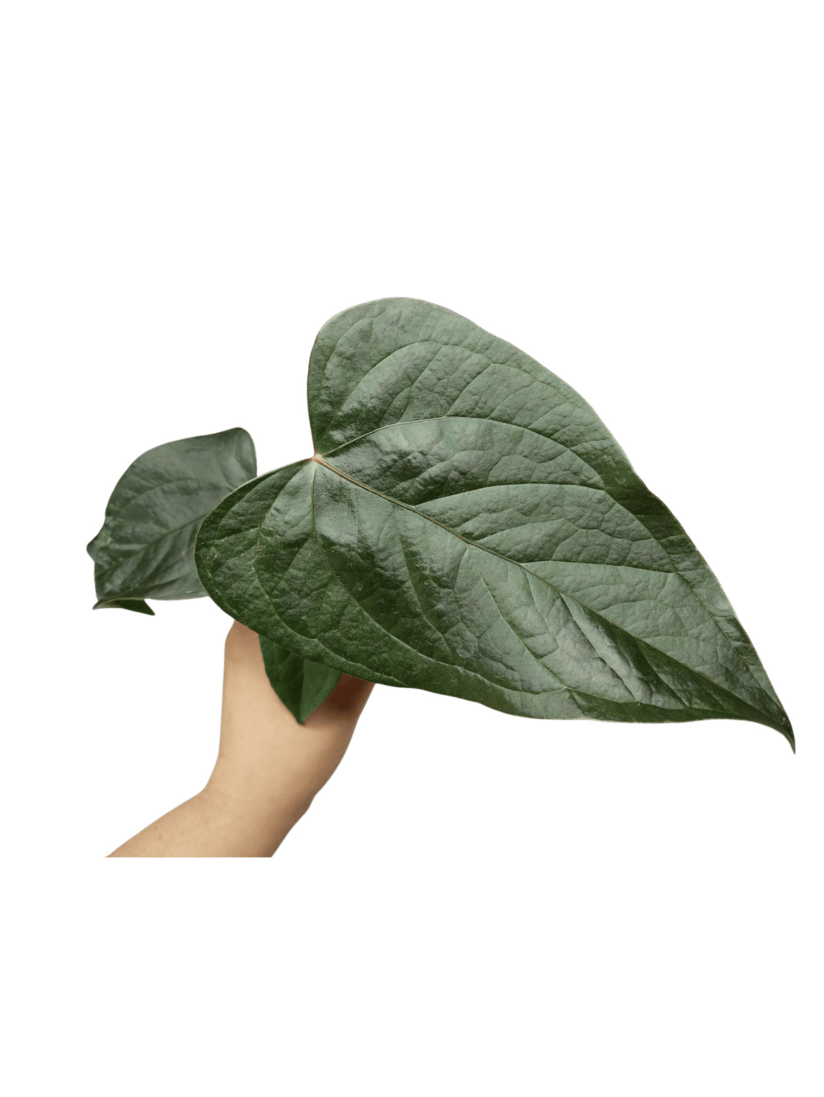 Anthurium Queen of Hearts (zum aussuchen)