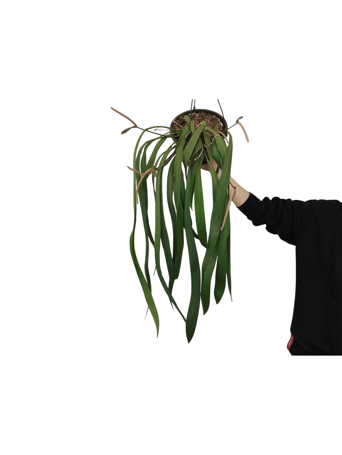 Anthurium Vittarifolium groß